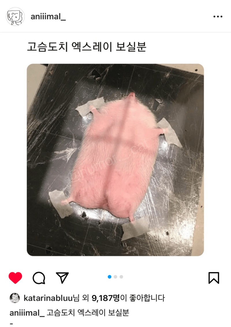 카리나가 좋아요 누름! 