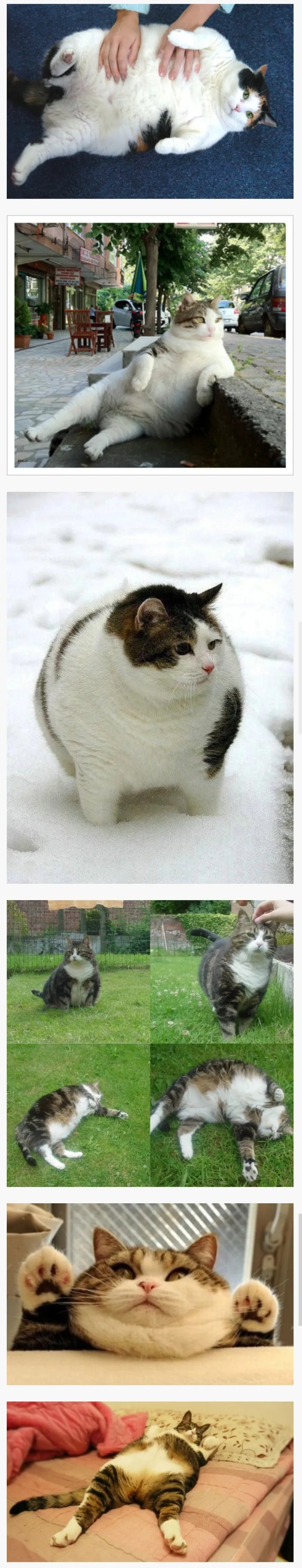 호불호 갈리는 고양이 몸매