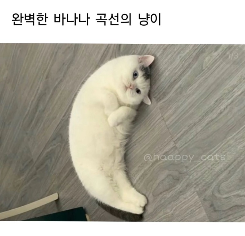 바나나 곡선의 고양이