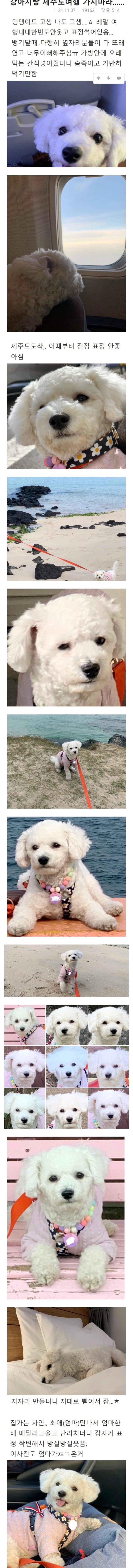 니들은 강아지랑 제주도여행 가지마라 