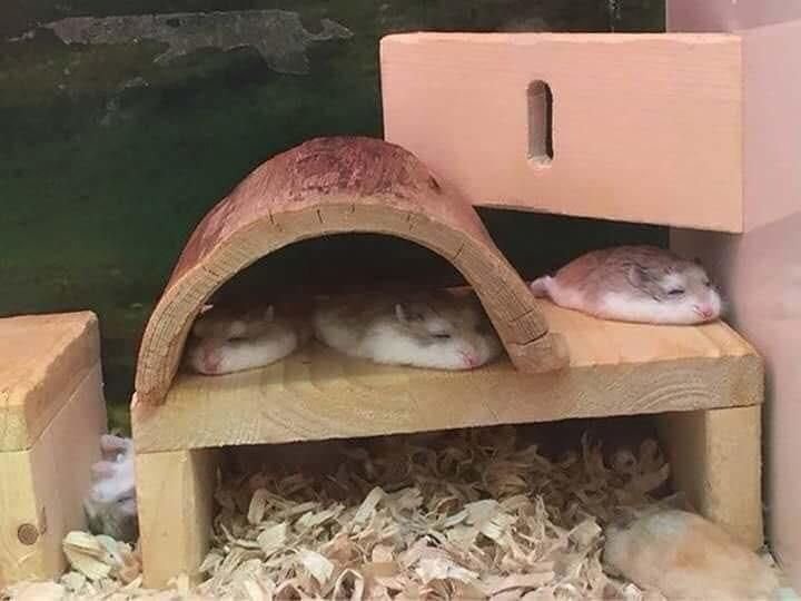 햄스터가 잠자는 사진 