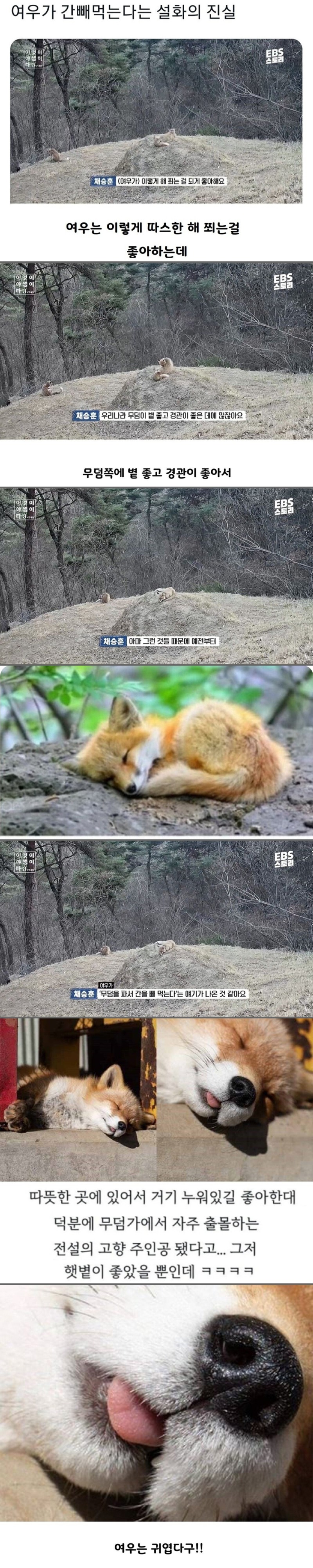 여우가 간을 빼먹는다는 설화의 진실 