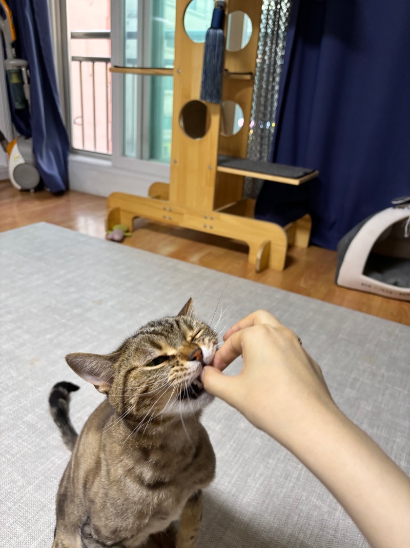 토링이