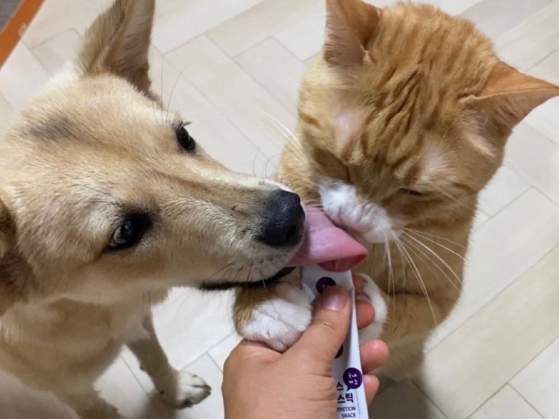 강아지와 고양이의 혓바닥 크기 차이 