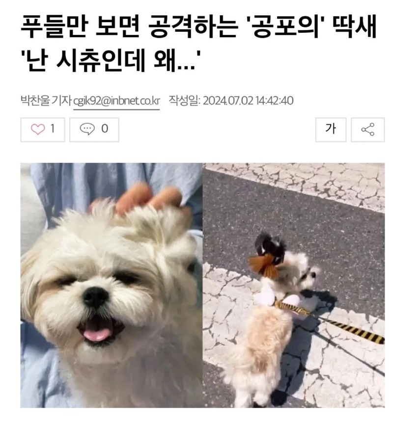 나는 시츄인데 왜.... 
