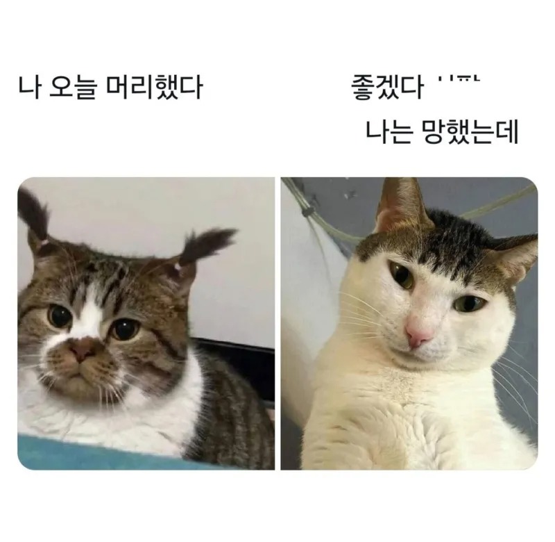나 오늘 머리 했다