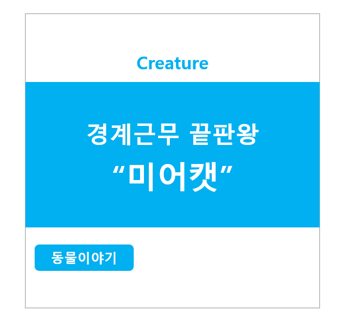 경계근무 끝판왕 미어캣