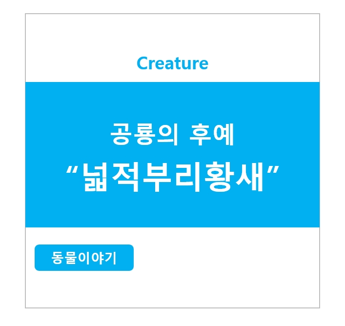 공룡의 후예 넓적부리황새