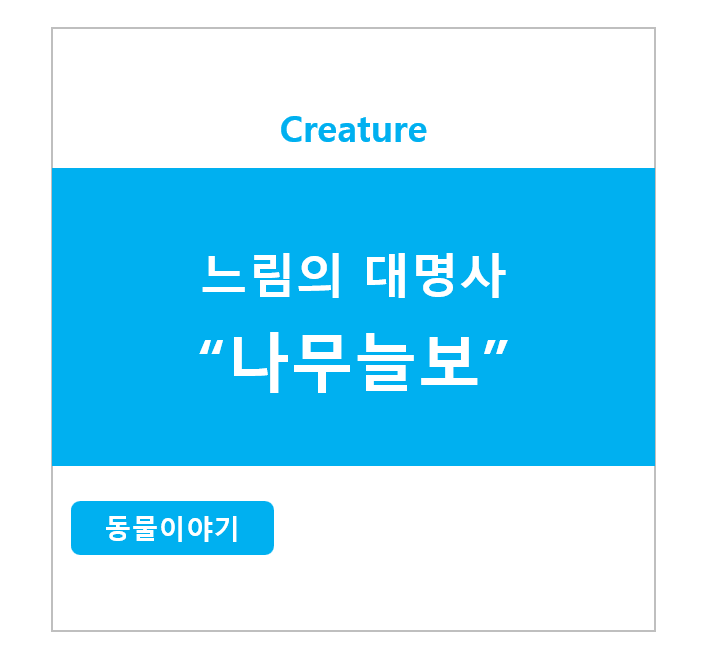 느림의 대명사 나무늘보