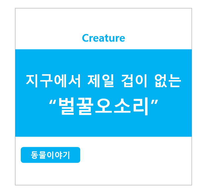 지구에서 제일 겁이 없는 벌꿀오소리