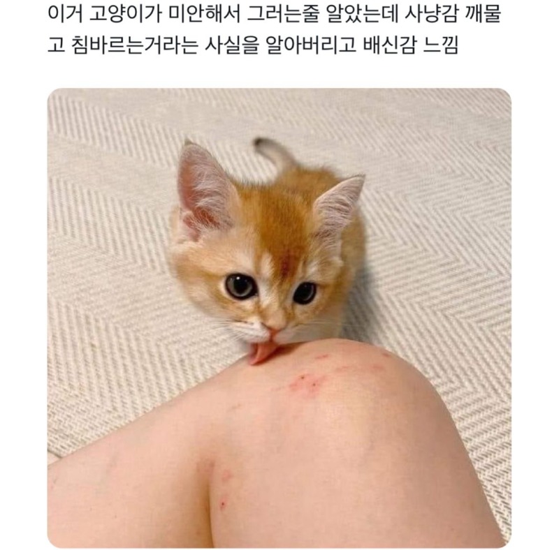 고양이가 깨물고 핥는 이유 