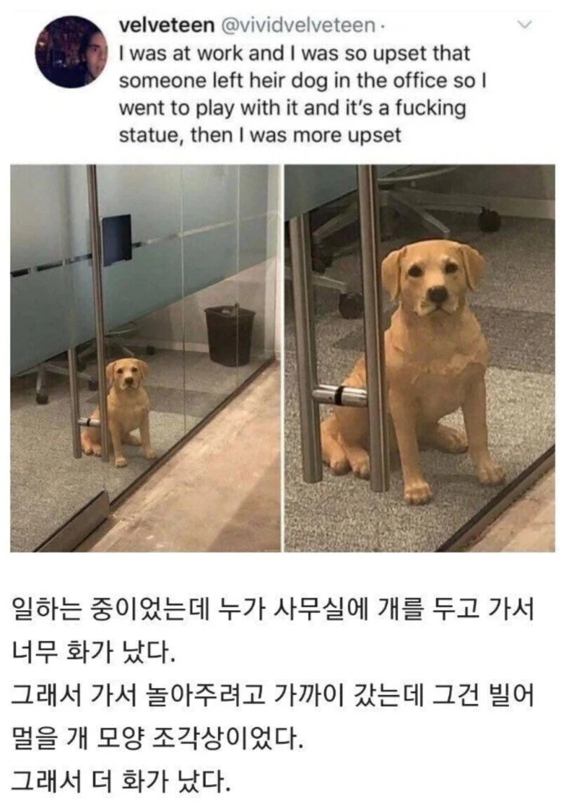 누가 사무실에 개를 두고 갔다..