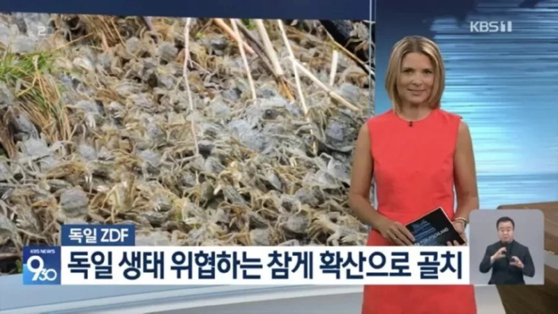 독일 생태 위협하는 참게 확산