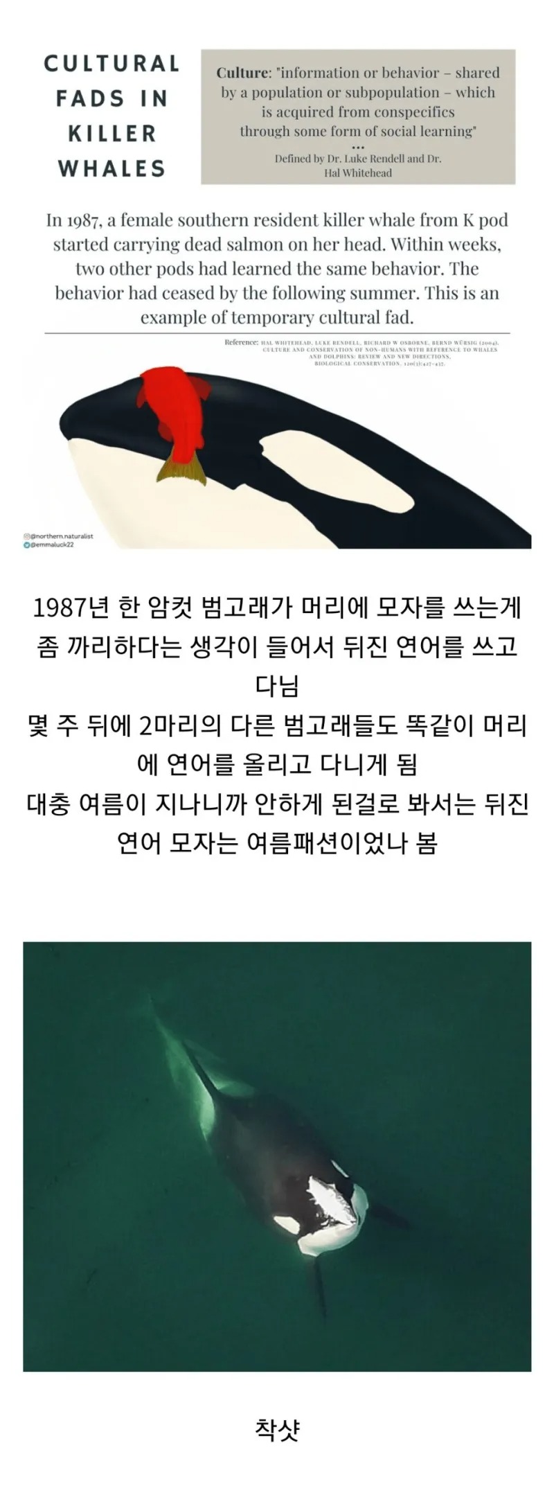 범고래가 머리에 연어를 올리고 다닌 이유