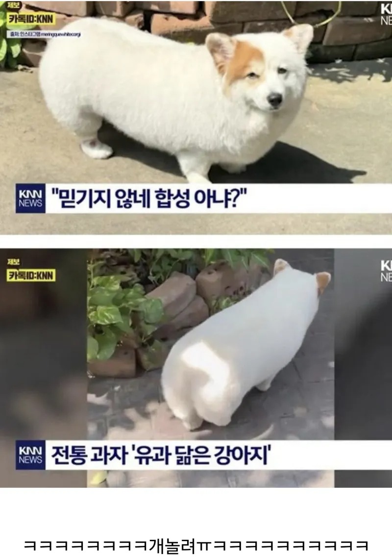 전통과자 유과 닮은 강아지