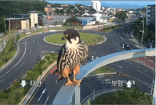 cctv에 찍힌 익룡 