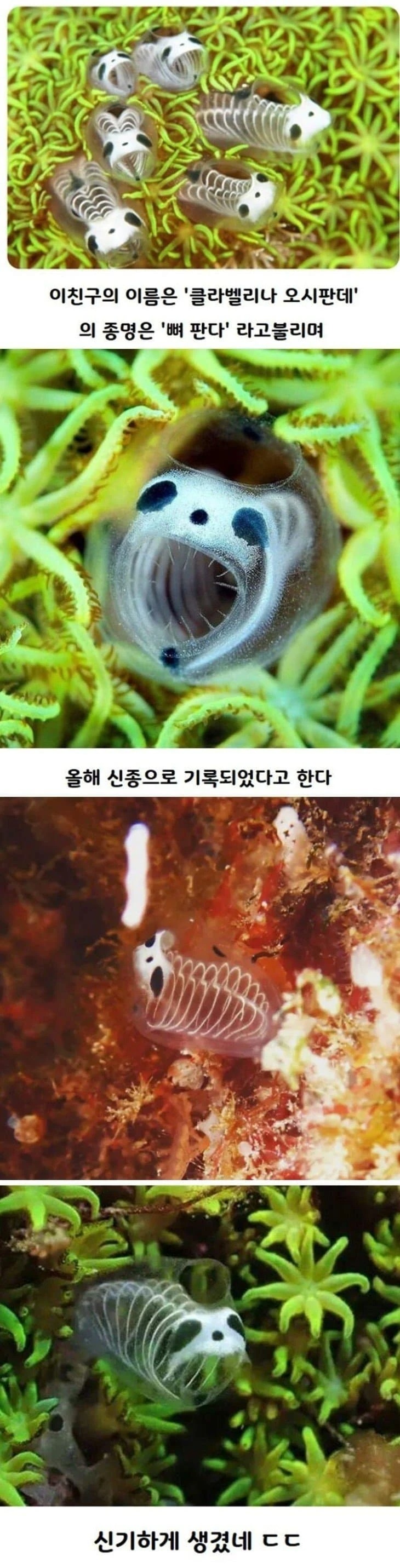올해 신종 생물로 발견된 생물