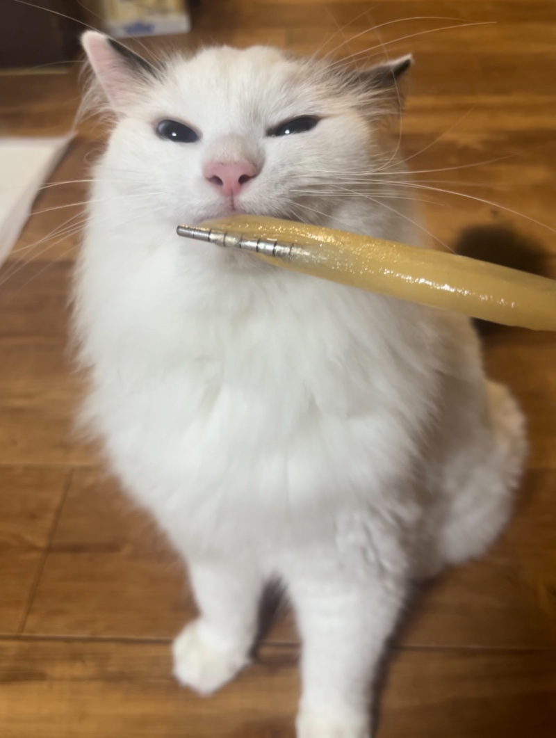 츄르 아이스크림