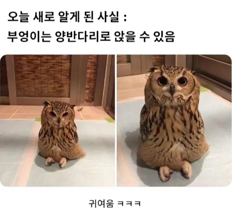 부엉이가 앉는 자세 
