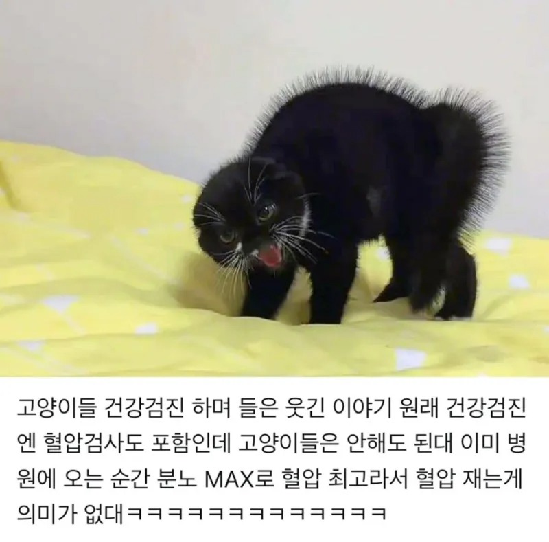 고양이 건강 검진.ssul