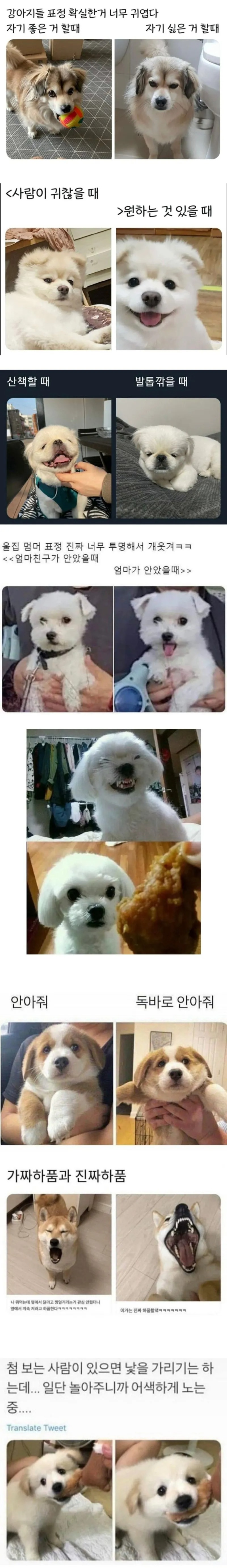 강아지들 표정 확실한 거 너무 귀엽다