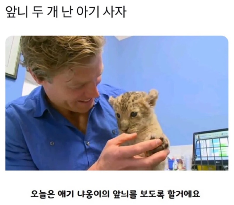 사자 앞니 검사하는날 