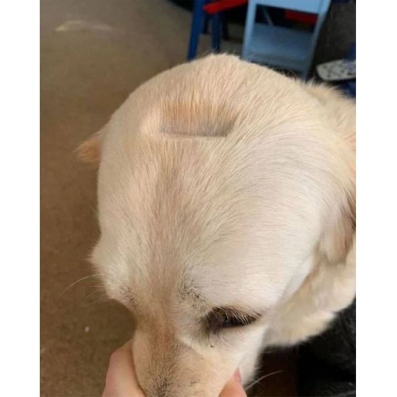 주인 실수로 땜빵생김 ㅠ 