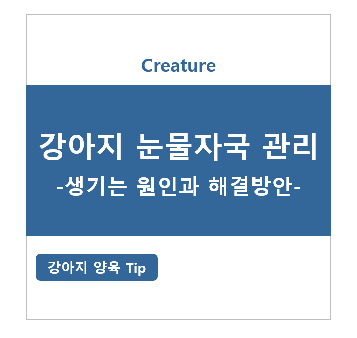 강아지 눈물자국 관리, 생기는 원인과 해결방안 