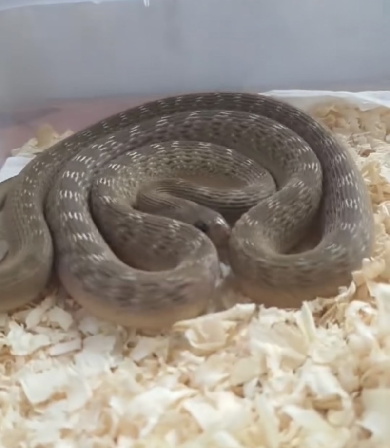새가족 🐍🐍