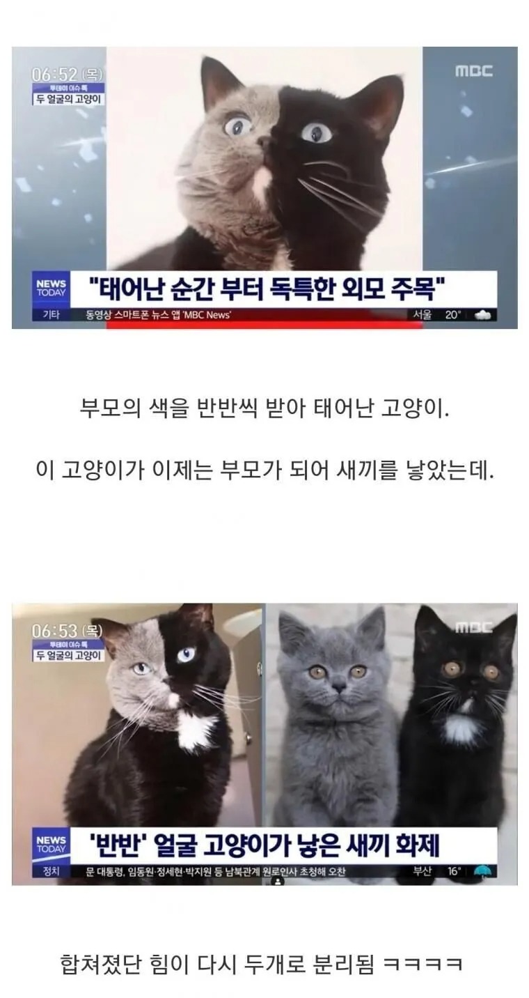 반반 고양이의 분리