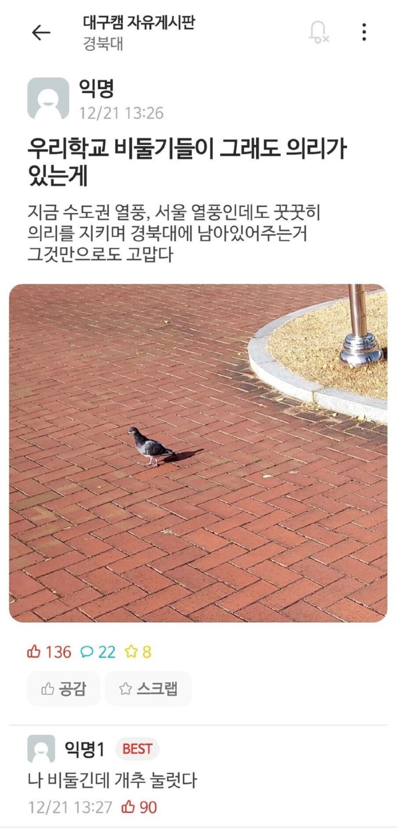 경북대 비둘기가 의리있는 이유 