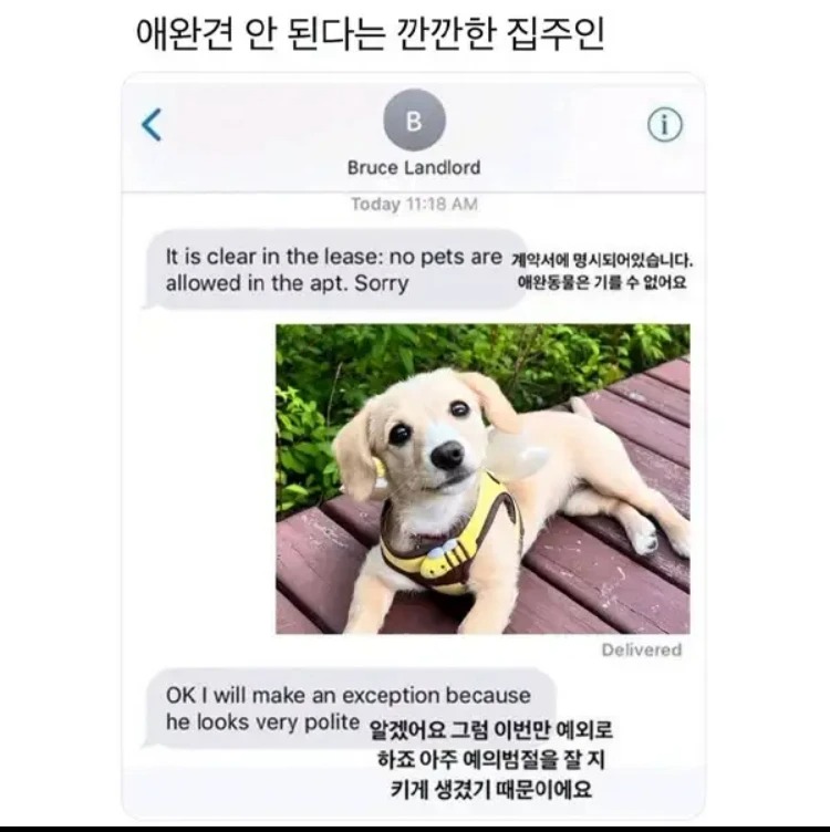 애완견은 안된다는 깐깐한 집주인