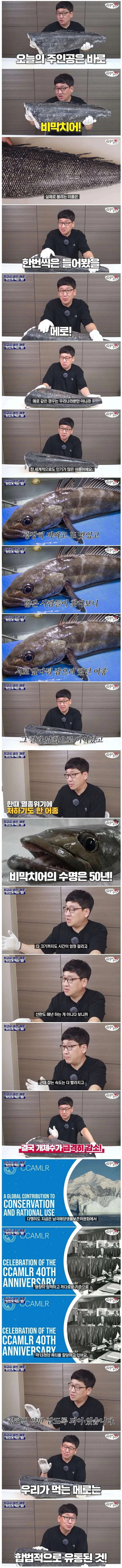 너무 맛있어서 멸종 될 뻔한 물고기