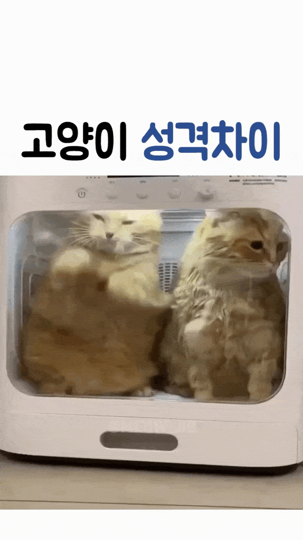 고양이 성격차이 
