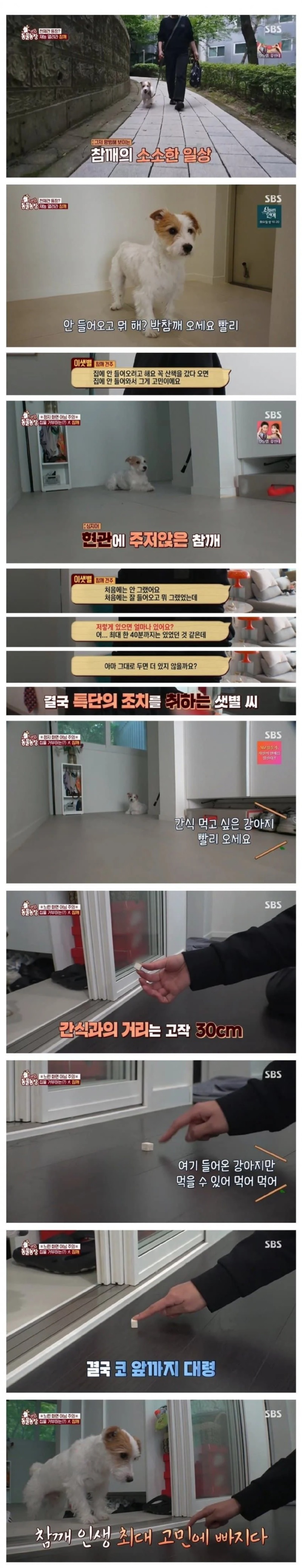 강아지가 산책하고 돌아오면 현관에서 버팅기던 이유.jpg