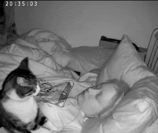 주인 잘 때 마사지 해주는 고양이 