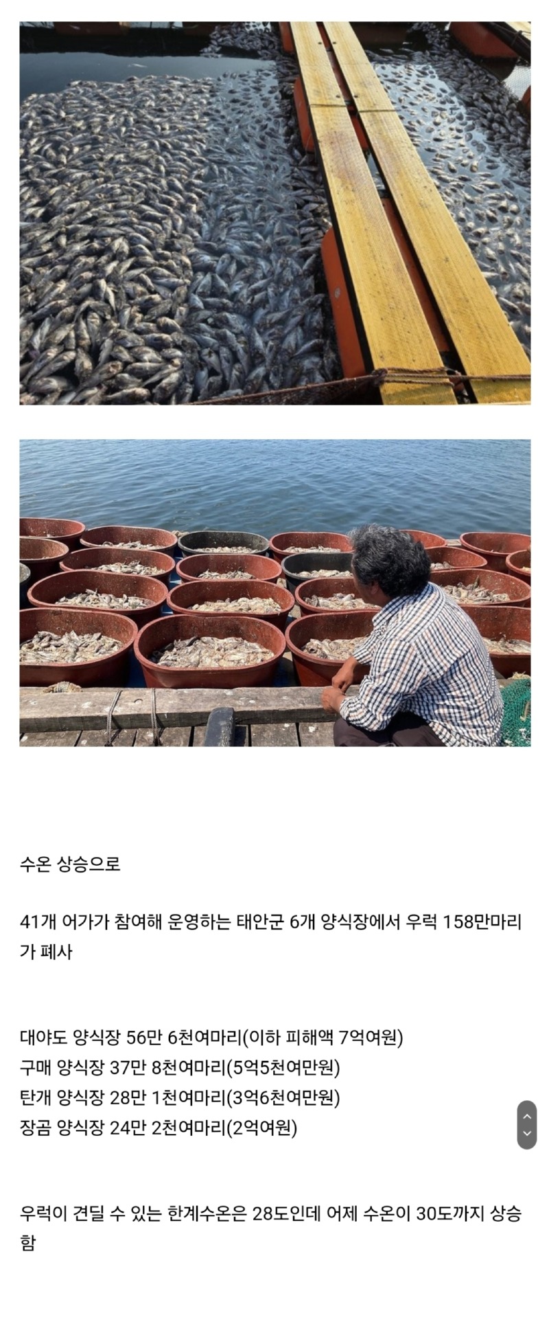 어제 수온 상승으로 우럭 집단폐사 