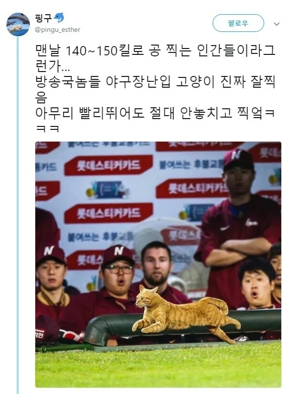 달리는 냥이를 잘 찍는 동네
