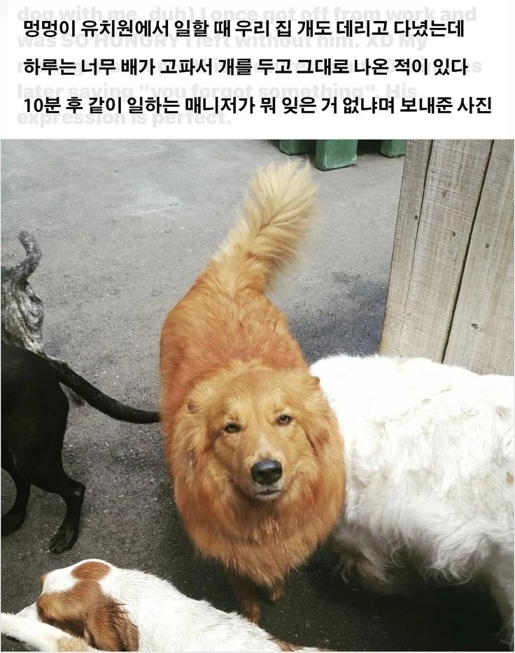 너무 배가 고팠던 강아지 주인 