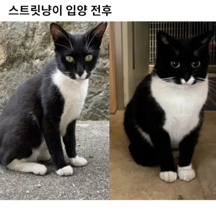 길냥이 줍줍 전후