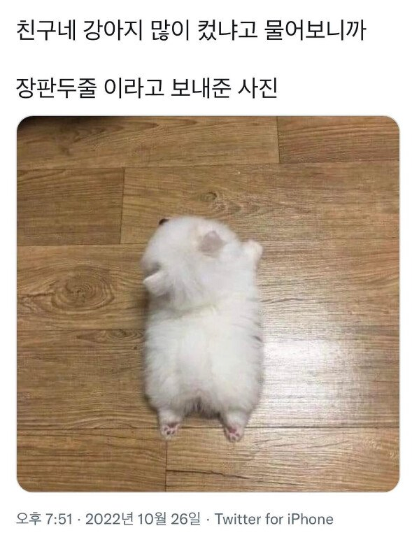 너네집 강아지 많이 컸어?