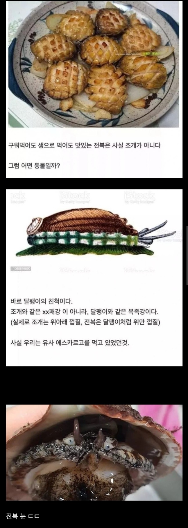 사람들이 잘 모르는 전복의 정체 