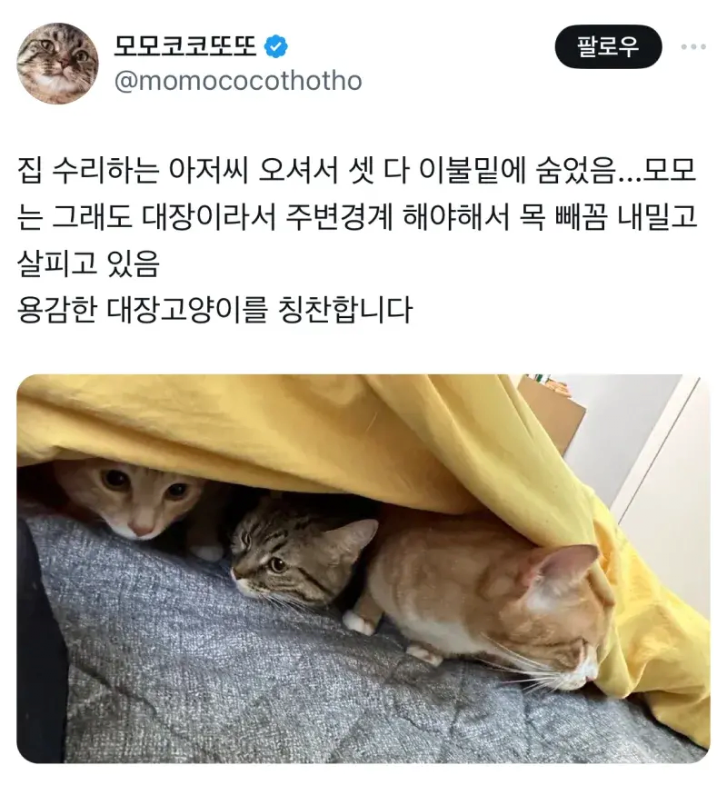 용감한 모양이 모모 