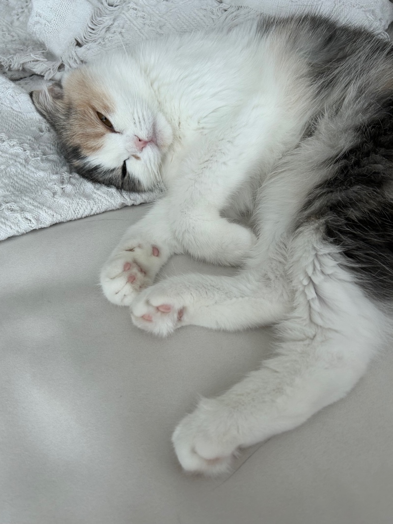핑크젤리