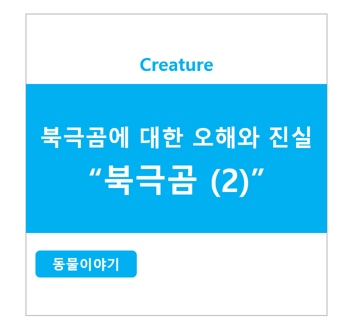 북극곰에 대한 오해와 진실 북극곰 (2)