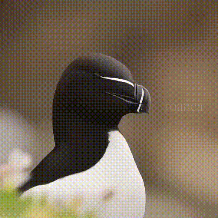 테슬라 처럼 생긴 새 