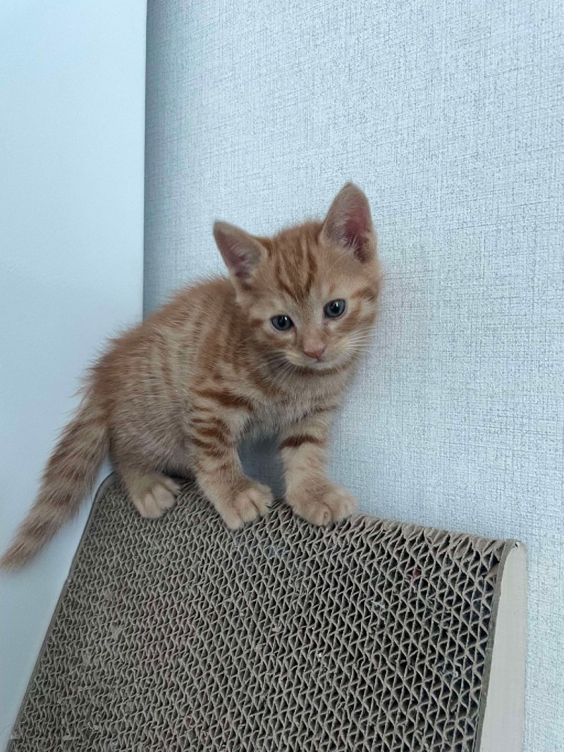 모카