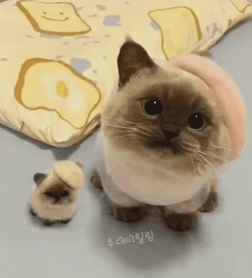 눈망울이 똑같은 고양이 모녀 