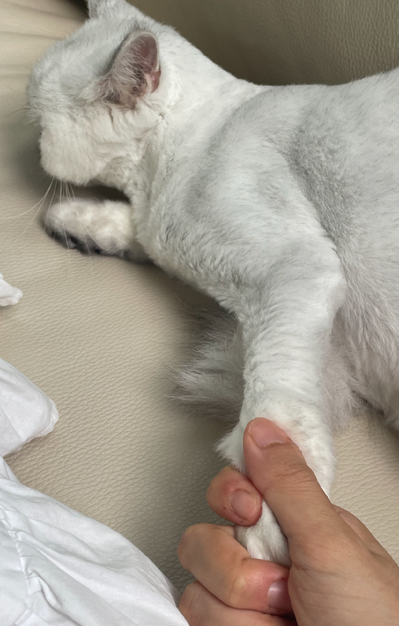 손좀 줘라 루루야