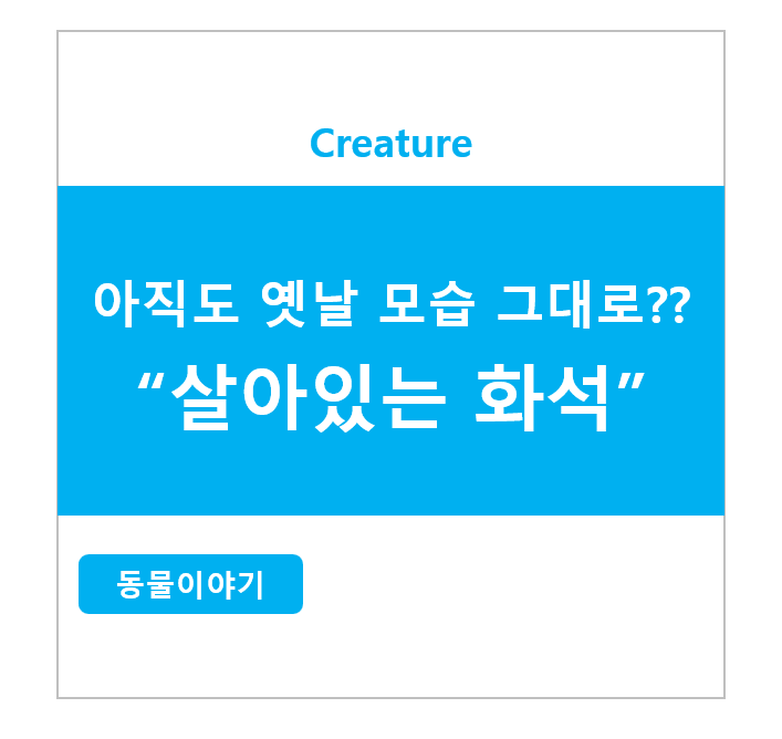 아직도 옛날 모습 그대로?? 살아있는 화석
